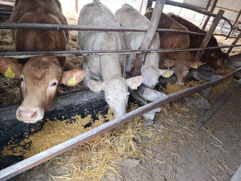 Charolais és keresztezett Charolais üszők Charolais és keresztezett Charolais üszők