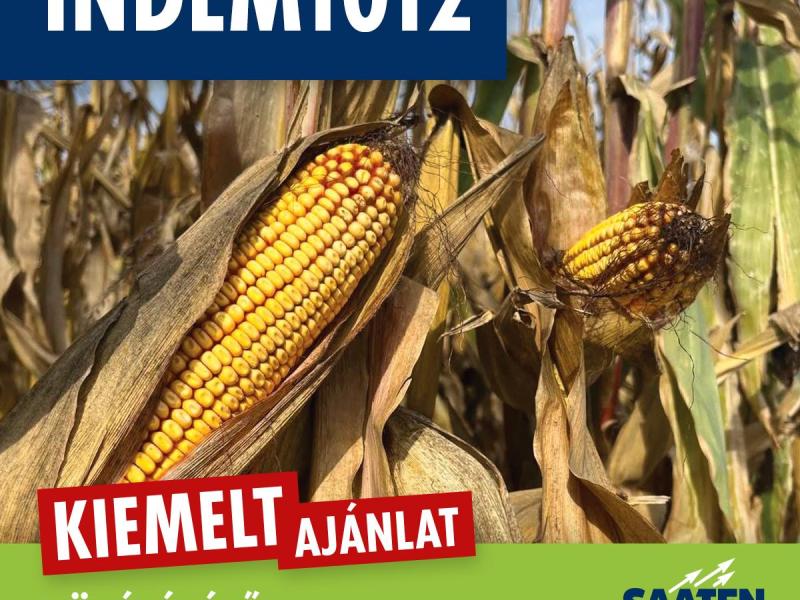 INDEM1012 (FAO 410) középérésű kukorica vetőmag INDEM1012 (FAO 410) középérésű kukorica vetőmag