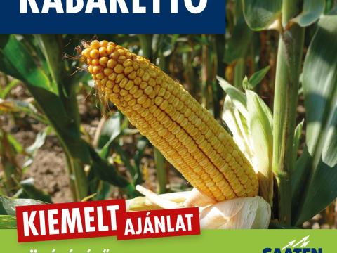 KABARETTO (FAO 430) középérésű kukorica vetőmag KABARETTO (FAO 430) középérésű kukorica vetőmag