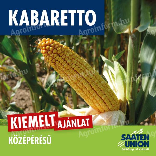 KABARETTO (FAO 430) középérésű kukorica vetőmag