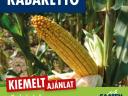 KABARETTO (FAO 430) középérésű kukorica vetőmag