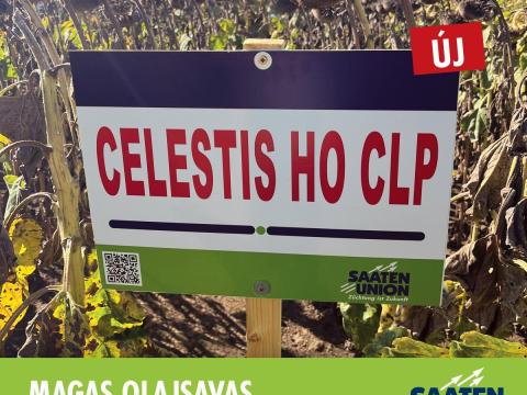 CELESTIS CL PLUS HO magas olajsavas Clearfield Plus napraforgó vetőmag CELESTIS CL PLUS HO magas olajsavas Clearfield Plus napraforgó vetőmag