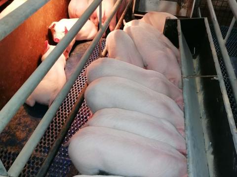 Malacok eladóak Orosházán,  Békés vármegyében