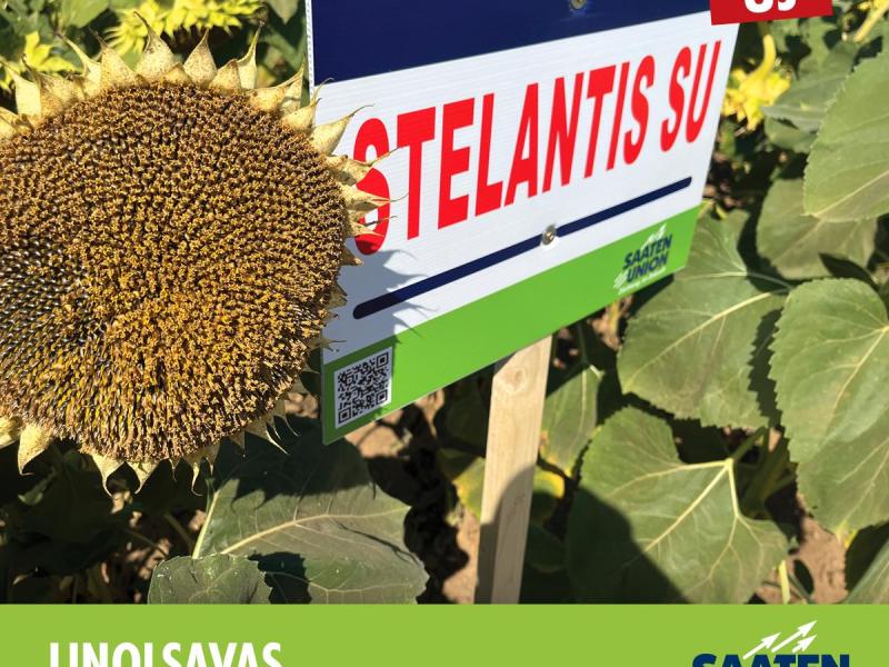 STELANTIS SU tribenuron-metil-toleráns linolsavas napraforgó vetőmag STELANTIS SU tribenuron-metil-toleráns linolsavas napraforgó vetőmag