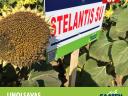 STELANTIS SU tribenuron-metil-toleráns linolsavas napraforgó vetőmag