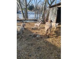 Eladó anyajuhok bárányaikkal gazdától