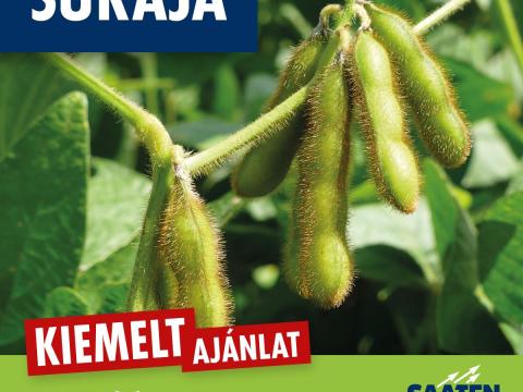SURAJA korai (0) szója fajta SURAJA korai (0) szója fajta
