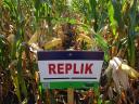 Saaten-Union REPLIK FAO 380 kukorica vetőmag
