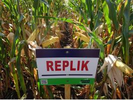 Saaten-Union REPLIK FAO 380 kukorica vetőmag