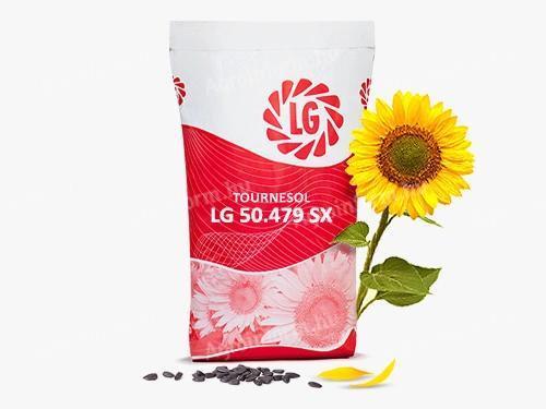 LG Limagrain 50.479 napraforgó vetőmag – korai érésű, magas terméspotenciálú hibrid