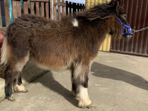 Pöttöm lovacsa gazdit keres Pöttöm lovacsa gazdit keres