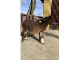 Pöttöm lovacsa gazdit keres