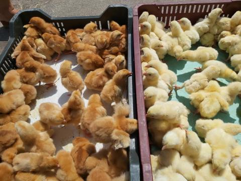 Napos Csibe Jegyezhető Debrecenben, Folyamatosan Napos Csibe Jegyezhető Debrecenben, Folyamatosan