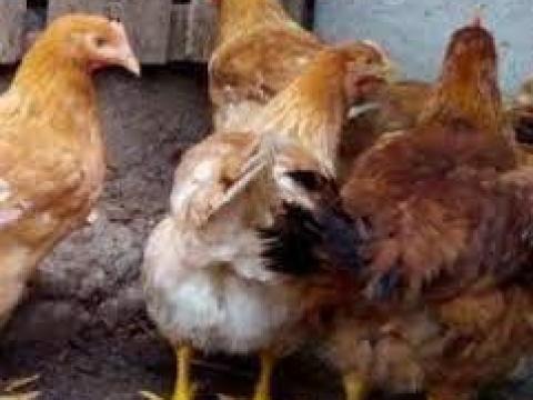 Vágnivaló Csirke 2 kg-os Jegyezhető Debrecenben, Folyamatosan Vágnivaló Csirke 2 kg-os Jegyezhető Debrecenben, Folyamatosan