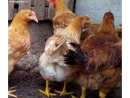 Vágnivaló Csirke 2 kg-os Jegyezhető Debrecenben,  Folyamatosan