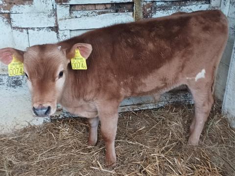 Jersey bika borjú eladó Jersey bika borjú eladó