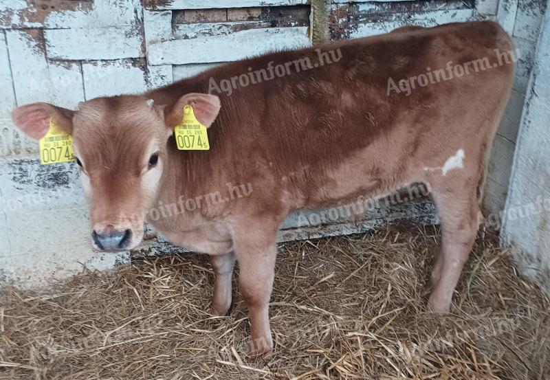 Jersey bika borjú eladó