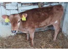 Jersey bika borjú eladó