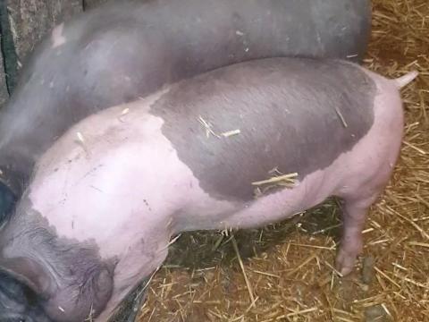 Eladó 2 db Hungahib-39 süldő Eladó 2 db Hungahib-39 süldő