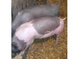 Eladó 2 db Hungahib-39 süldő