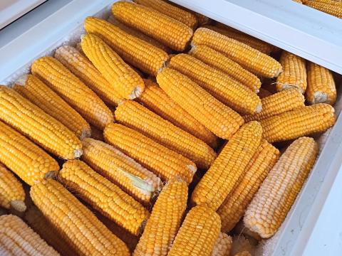 Csemegekukorica eladó Csemegekukorica eladó