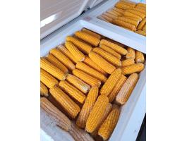 Csemegekukorica eladó