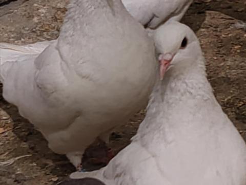 Húshasznú galamb eladó Húshasznú galamb eladó