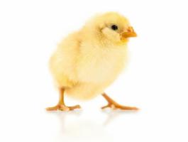 Naposcsibe rendelhető/feljegyezhető/eladó,  valamint bérkeltetést vállalok