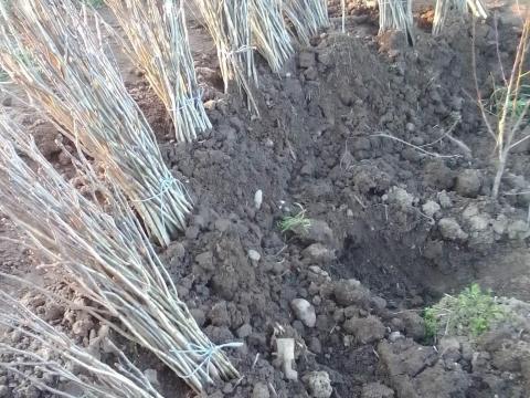 Diófa csemete eladó 10 cm / 150 Ft