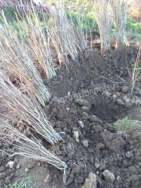 Diófa csemete eladó 10 cm / 150 Ft