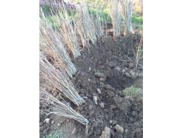 Diófa csemete eladó 10 cm / 150 Ft