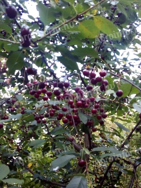 Meggyfa csemete eladó