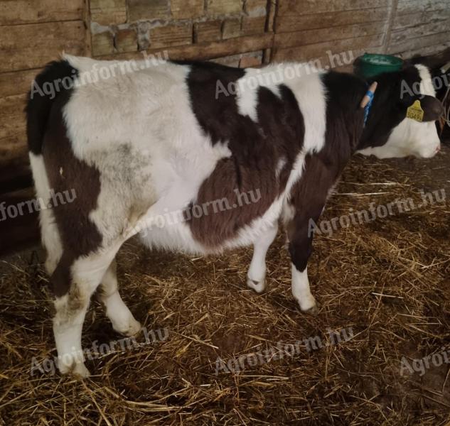 Üszőborjú eladó