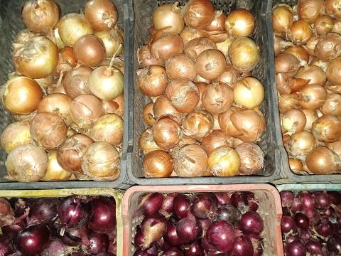 Vöröshagyma és lilahagyma több méretben, csíragátlózva Vöröshagyma és lilahagyma több méretben, csíragátlózva