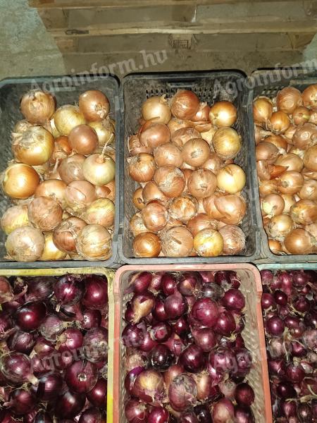 Vöröshagyma és lilahagyma több méretben, csíragátlózva