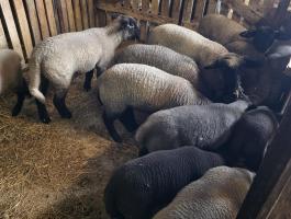 Eladó Német Feketefejű bárányok