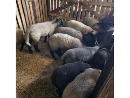 Eladó Német Feketefejű bárányok