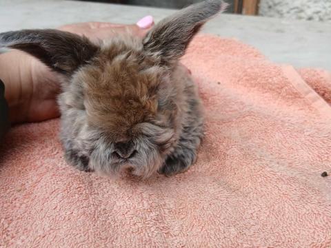 Kossoru logó fülű törpe nyuszi Kossoru logó fülű törpe nyuszi