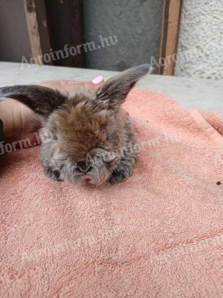 Kossoru logó fülű törpe nyuszi