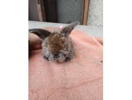 Kossoru logó fülű törpe nyuszi