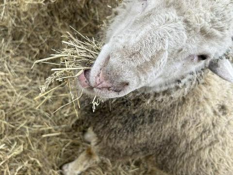 Eladó birka 2 db Eladó birka 2 db