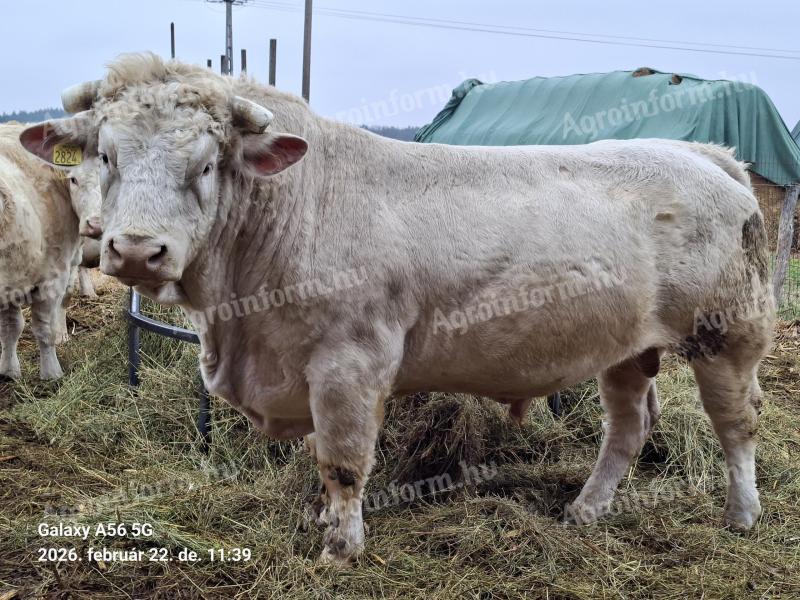 Tenyészbika eladó