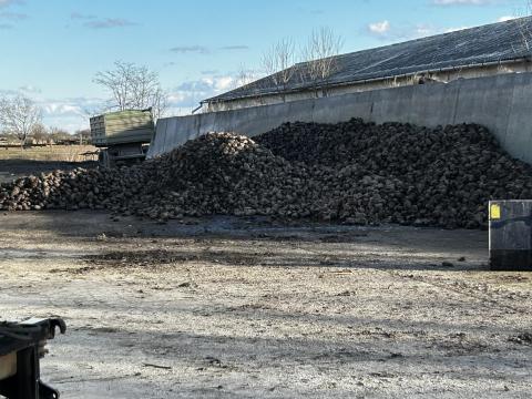 Cukorrépa Cukorrépa