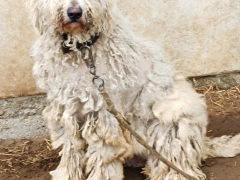 Komondor szuka ingyen elvihető Komondor szuka ingyen elvihető