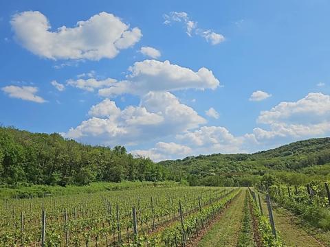 Szekszárdi szőlőterület eladó Hidaspetrén Szekszárdi szőlőterület eladó Hidaspetrén