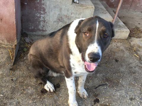 Kutya vihető Kutya vihető