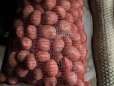 Balatoni Rózsa vetőburgonya Balatoni Rózsa vetőburgonya