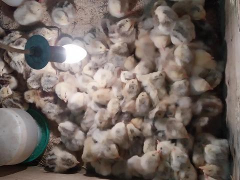 Naposcsibék eladók Naposcsibék eladók