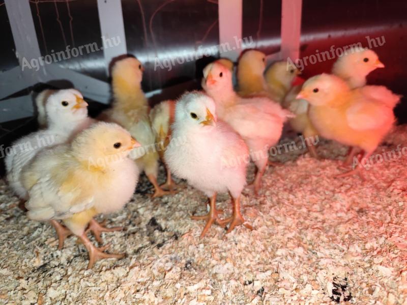 Napos csibe, előnevelt csirke