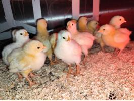 Napos csibe,  előnevelt csirke